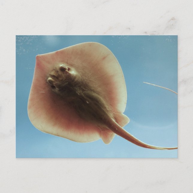 Atlantic Stingray Postkarte (Vorderseite)