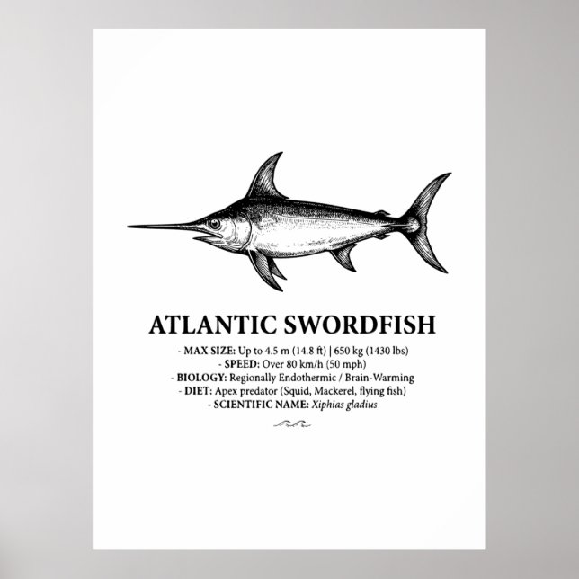 Atlantic Swordfish Scientific Illustration  Poster (Vorne)