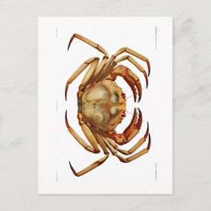 "ATLANTIC TIEF MEA CRAB" MEERESWELT POSTCARD POSTKARTE