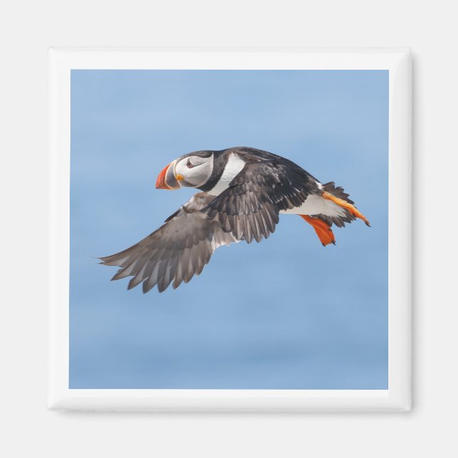 Atlantik-Papageientaucher 2x2 Magnet (Vorne)