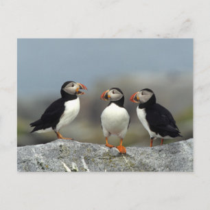 Atlantik-Papageitaucher-Gruppe Postkarte