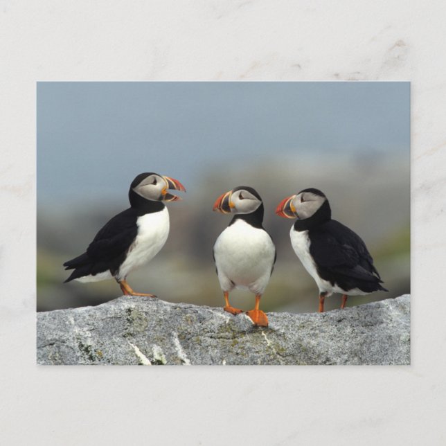 Atlantik-Papageitaucher-Gruppe Postkarte (Vorderseite)