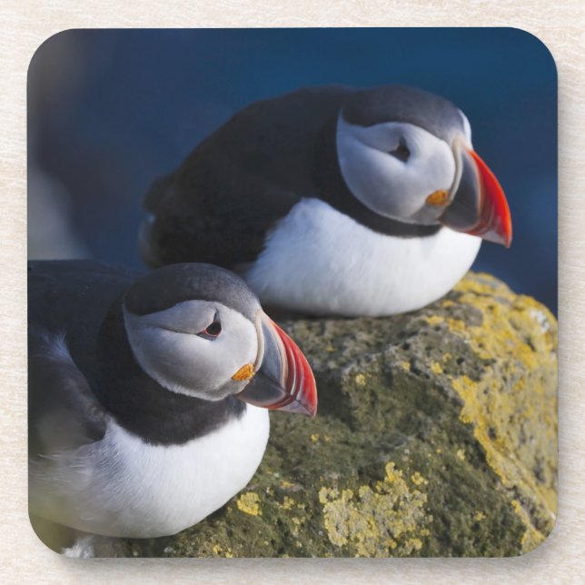 Atlantik-Puffin (Fratercula arctica) 7 Getränkeuntersetzer (Vorderseite)