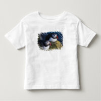 Atlantik-Puffin (Fratercula arctica) 7
