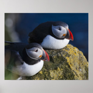 Atlantik-Puffin (Fratercula arctica) 7 Poster
