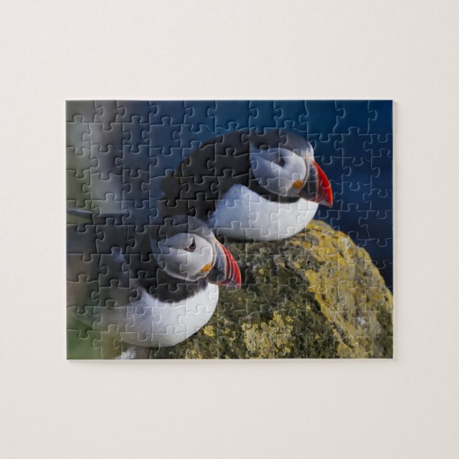 Atlantik-Puffin (Fratercula arctica) 7 Puzzle (Horizontal)