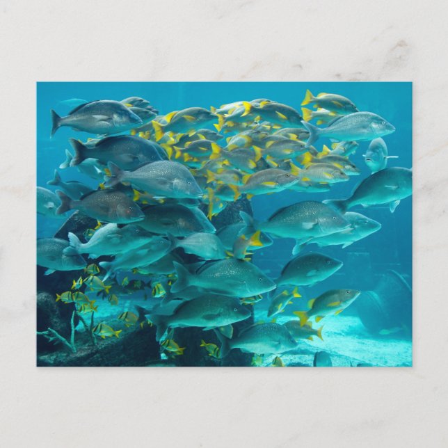 Atlantis-Fisch-Aquarium Postkarte (Vorderseite)