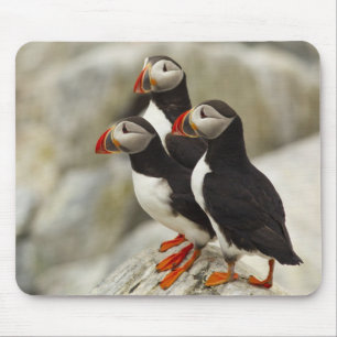 Atlantische Puffen auf der Insel Machias Siegel Mousepad