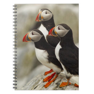 Atlantische Puffen auf der Insel Machias Siegel Notizblock