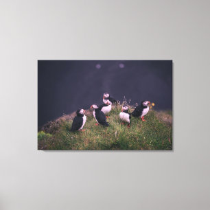 Atlantische Puffen Leinwanddruck