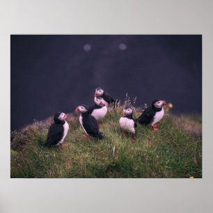 Atlantische Puffen Poster