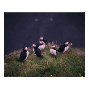 Atlantische Puffen Poster