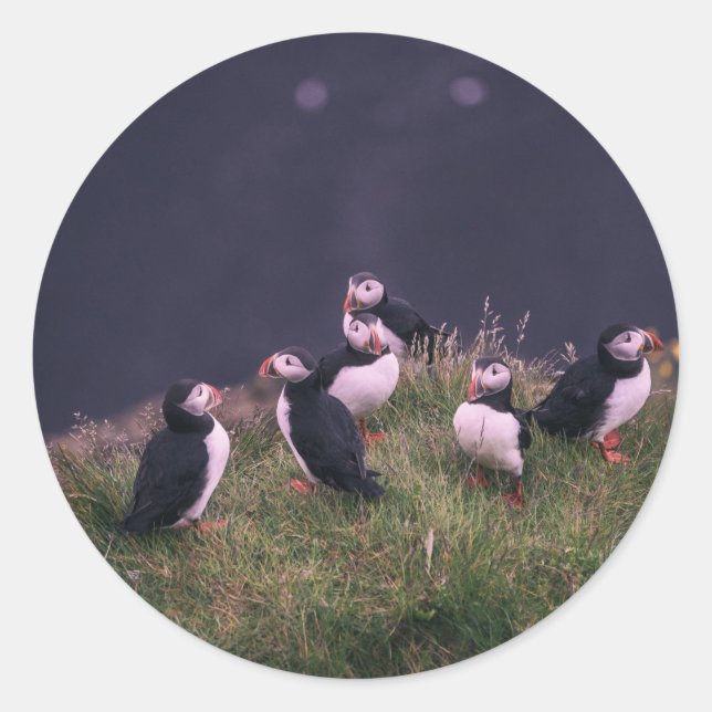 Atlantische Puffen Runder Aufkleber (Vorderseite)