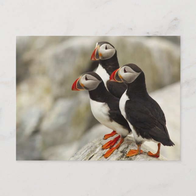 Atlantische Puffins auf Machias Siegel-Insel weg Postkarte (Vorderseite)