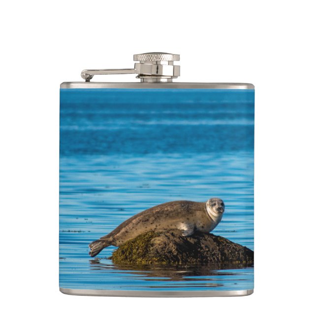 Atlantischer Hafenrobbe Flachmann (Vorderseite)