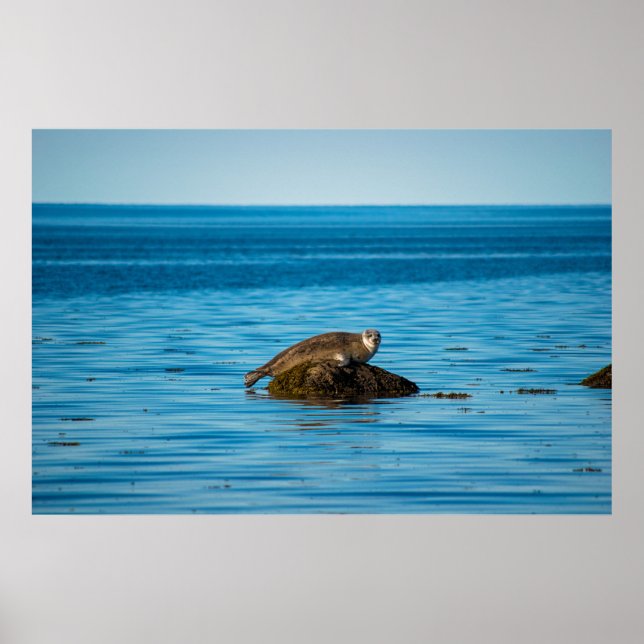 Atlantischer Hafenrobbe Poster (Vorne)