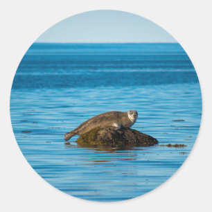 Atlantischer Hafenrobbe Runder Aufkleber