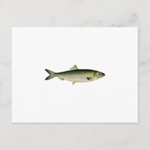 Atlantischer Hering Postkarte