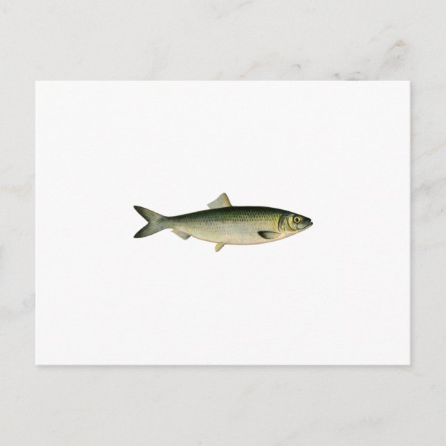 Atlantischer Hering Postkarte (Vorderseite)