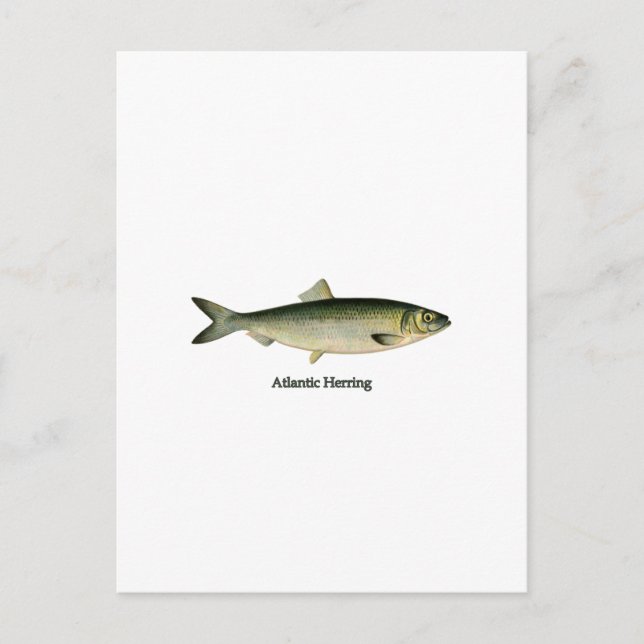 Atlantischer Hering Postkarte (Vorderseite)