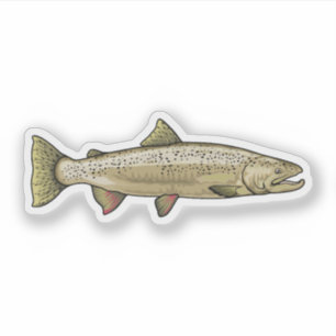 Atlantischer Lachs Aufkleber