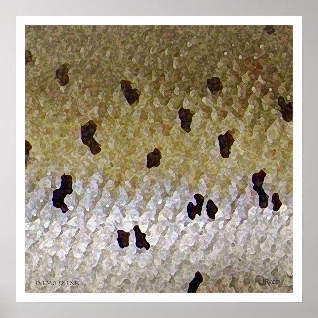 Atlantischer Lachs Poster (Vorne)