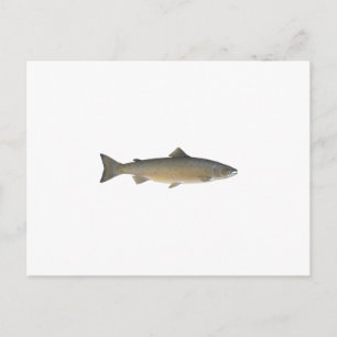 Atlantischer Lachs Postkarte