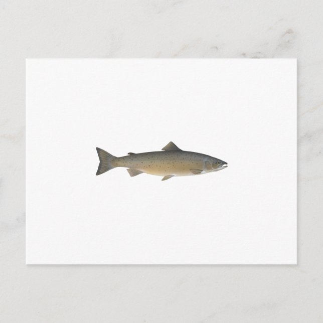 Atlantischer Lachs Postkarte (Vorderseite)