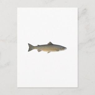 Atlantischer Lachs Postkarte