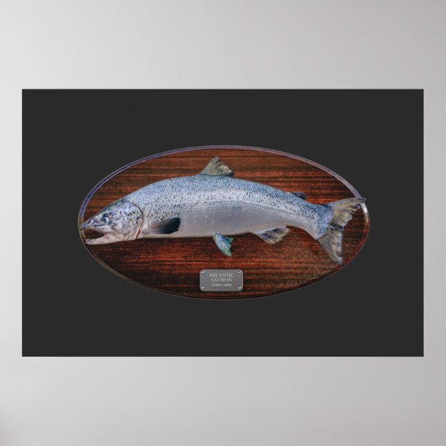 Atlantischer Lachs Trophy Display Plaque Poster (Vorne)