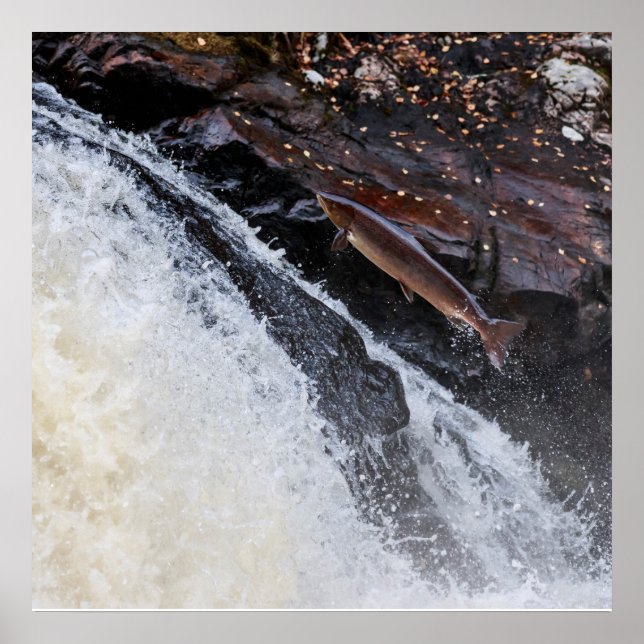 Atlantischer Lachslachs Poster (Vorne)