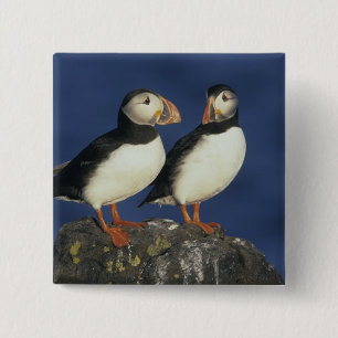 Atlantischer Papageitaucher Button