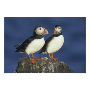 Atlantischer Papageitaucher Fotodruck
