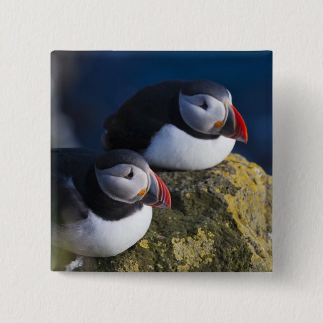 Atlantischer Papageitaucher (Fratercula arctica) 7 Button (Vorderseite)