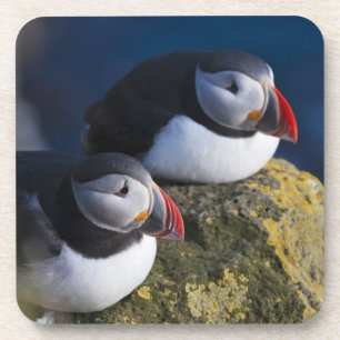 Atlantischer Papageitaucher (Fratercula arctica) 7 Getränkeuntersetzer