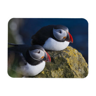 Atlantischer Papageitaucher (Fratercula arctica) 7 Magnet
