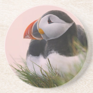 Atlantischer Papageitaucher (Fratercula arctica) Getränkeuntersetzer