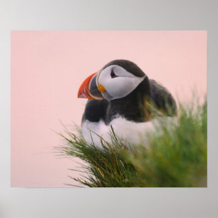 Atlantischer Papageitaucher (Fratercula arctica) Poster