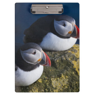 Atlantischer Papageitaucher Klemmbrett