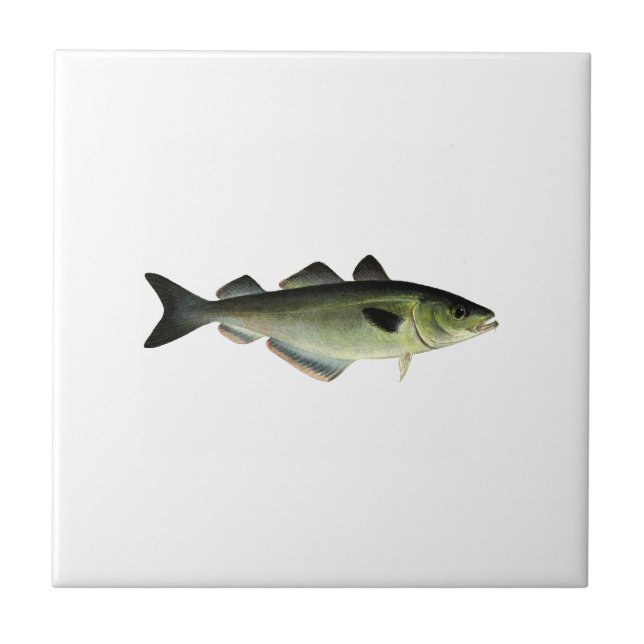 Atlantischer Pollock Fliese (Vorderseite)