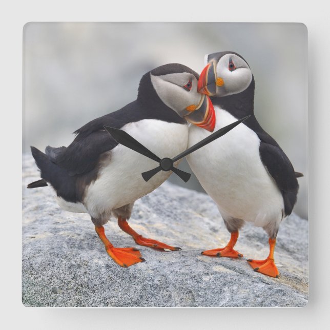 Atlantischer Puffin-Liebe Quadratische Wanduhr (Vorderseite)