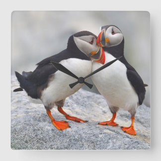 Atlantischer Puffin-Liebe Quadratische Wanduhr