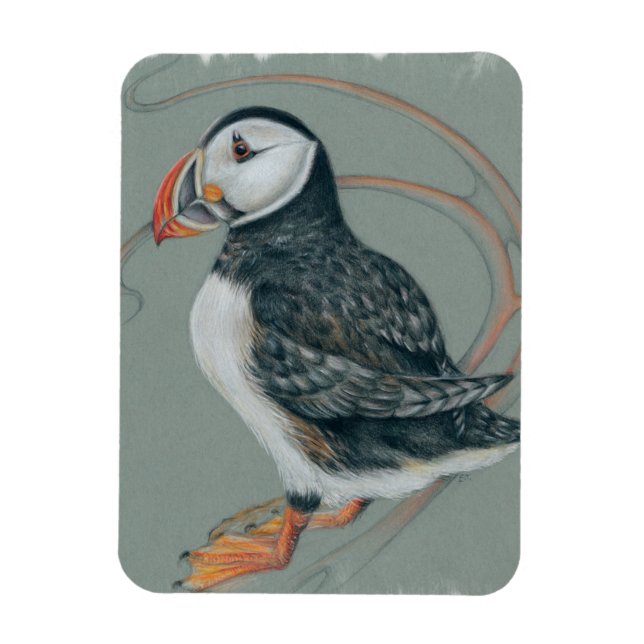 Atlantischer Puffsänger Art Zeichnend Magnet (Vertikal)