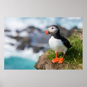 Atlantischer Puffssee Poster