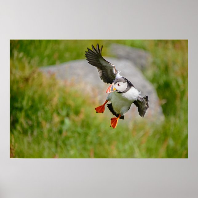 Atlantischer Puffvogel Poster (Vorne)