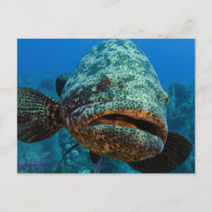 Atlantischer Riesen-Zackenbarsch Postkarte