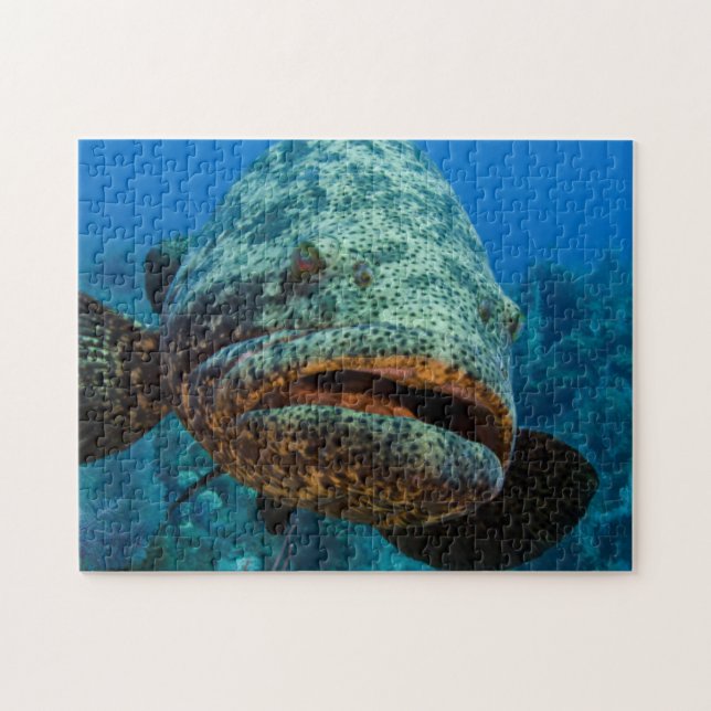 Atlantischer Riesenbarsch Puzzle (Horizontal)