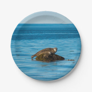 Atlantischer Seehund Pappteller