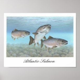 Atlantisches Lachs-Malplakat Poster