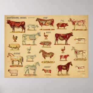 Atlas der Anatomie von Nutztieren Poster